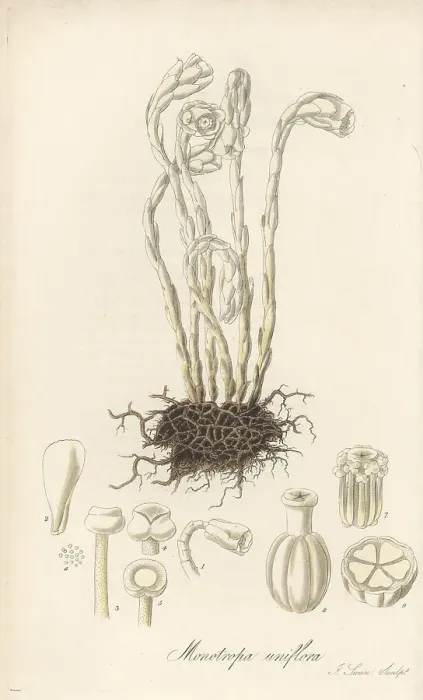 Framed Print : Drooping single-flowered bird's nest, Monotropa uniflora Framed Print : Drooping single-flowered bird's nest, Monotropa uniflora