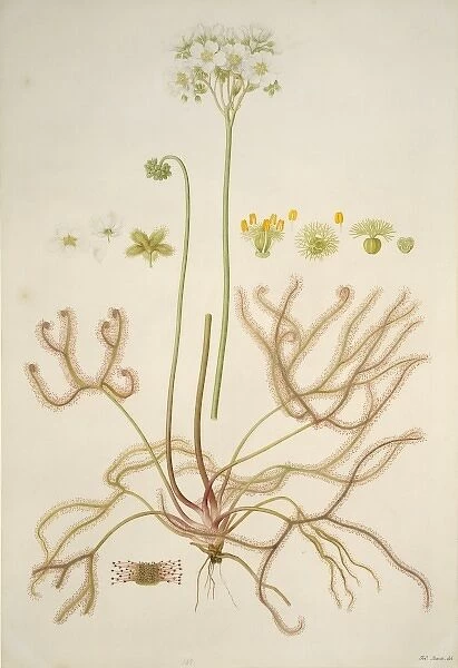 Drosera binata, forked sundew