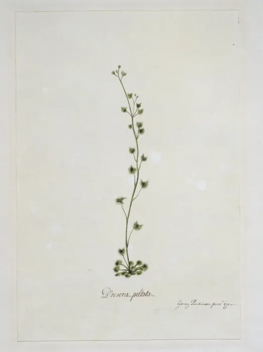 Framed Print : Drosera peltata, sundew Framed Print : Drosera peltata, sundew