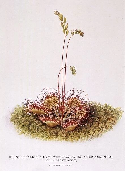 Drosera Rotundiflora