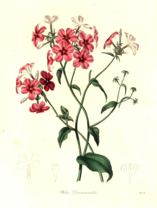 Framed Print : Drummonds phlox, Phlox drummondii Framed Print : Drummonds phlox, Phlox drummondii