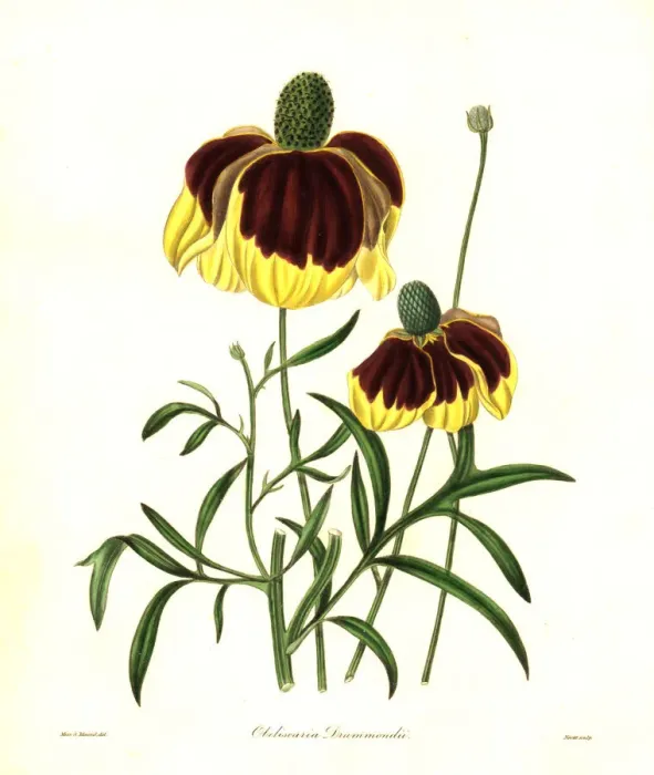 Framed Print : Drummonds rudbeckia, Rudbeckia drummondii Framed Print : Drummonds rudbeckia, Rudbeckia drummondii