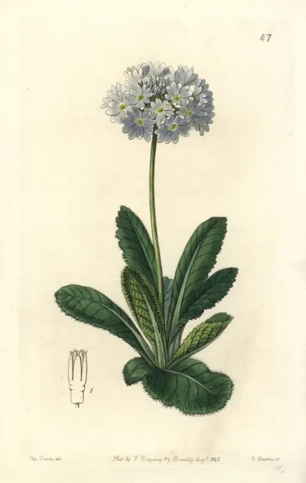 Framed Print : Drumstick primrose, Primula denticulata Framed Print : Drumstick primrose, Primula denticulata