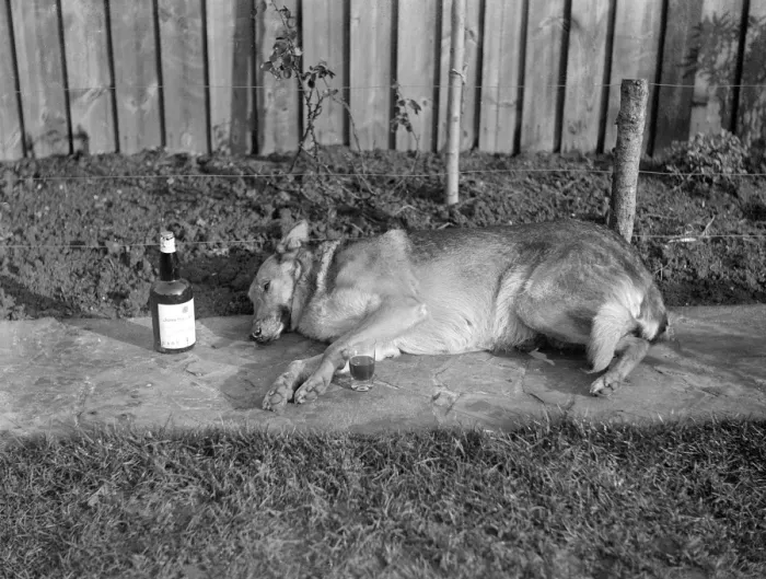 Framed Print : A drunk dog Framed Print : A drunk dog