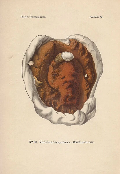 Dry rot fungus, Merulius lacrymans