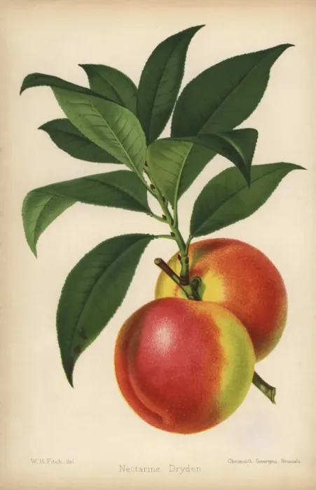 Framed Print : Dryden nectarine, Prunus persica Framed Print : Dryden nectarine, Prunus persica