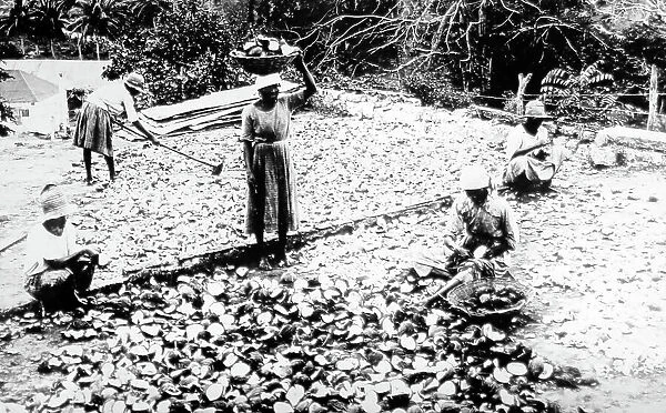 Drying coconuts Jamaica early 1900s