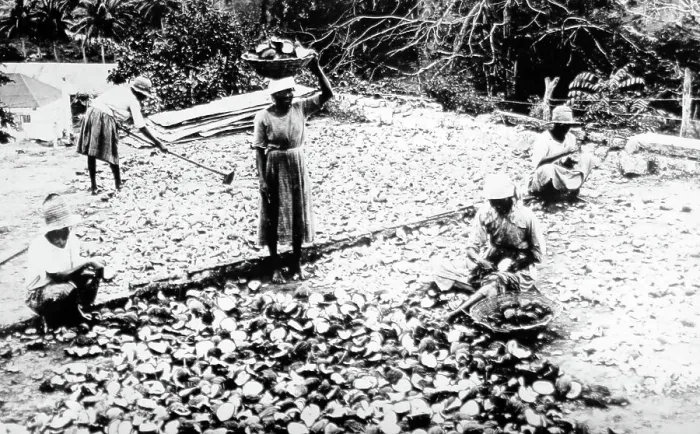 Framed Print : Drying coconuts Jamaica early 1900s Framed Print : Drying coconuts Jamaica early 1900s