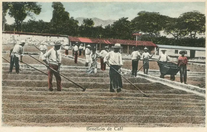 Framed Print : Drying coffee beans in the sun - Costa Rica Framed Print : Drying coffee beans in the sun - Costa Rica