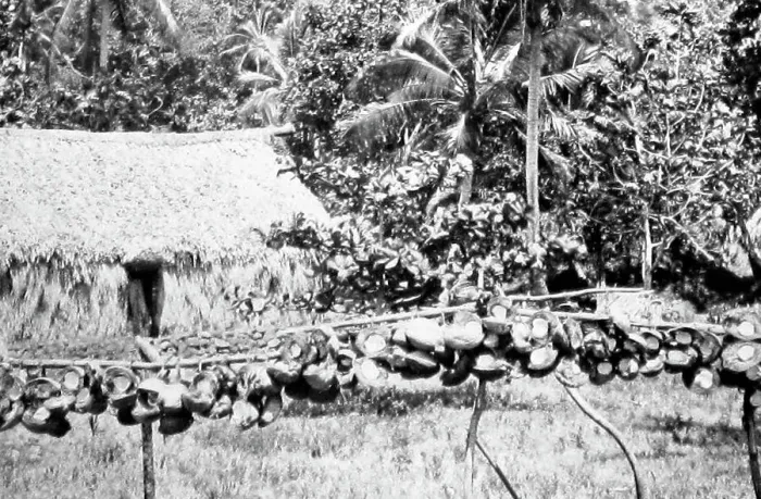 Framed Print : Drying copra, Fiji, Victorian period Framed Print : Drying copra, Fiji, Victorian period