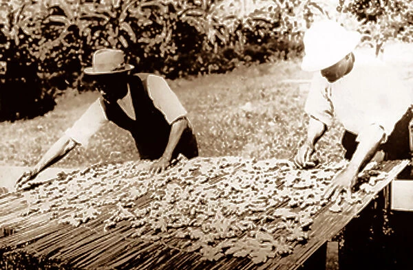 Drying ginger, Manchester, Jamaica