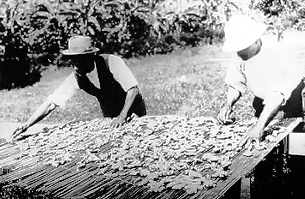 Drying ginger in Manchester Jamaica early 1900s