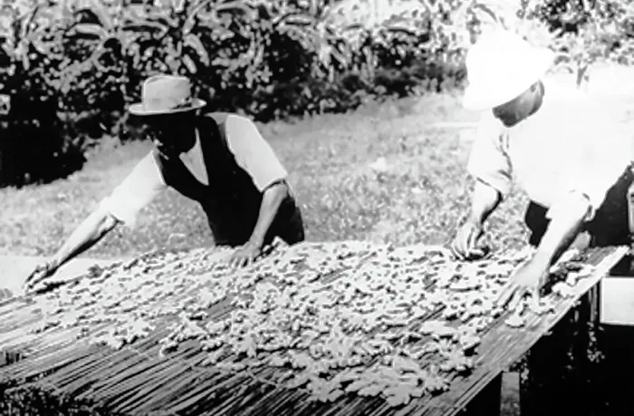 Framed Print : Drying ginger in Manchester Jamaica early 1900s Framed Print : Drying ginger in Manchester Jamaica early 1900s