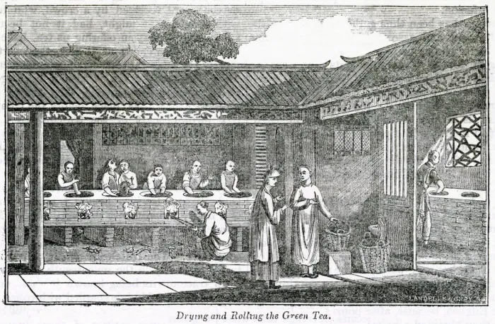 Framed Print : Drying and rolling the green tea, China Framed Print : Drying and rolling the green tea, China