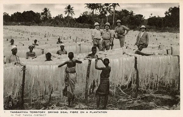 Drying Sisal Fibre on a Plantation - Tanzania, East Africa