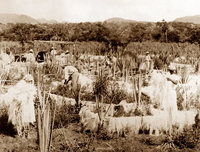 Framed Print : Drying sisal, Jamaica Framed Print : Drying sisal, Jamaica
