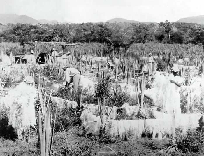 Framed Print : Drying sisal Jamaica early 1900s Framed Print : Drying sisal Jamaica early 1900s