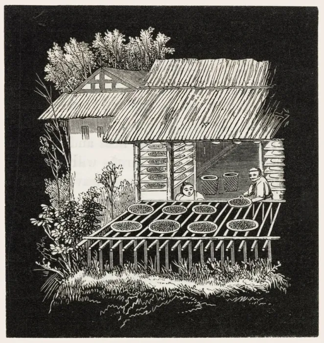 Framed Print : Drying tea in the open air, China Framed Print : Drying tea in the open air, China