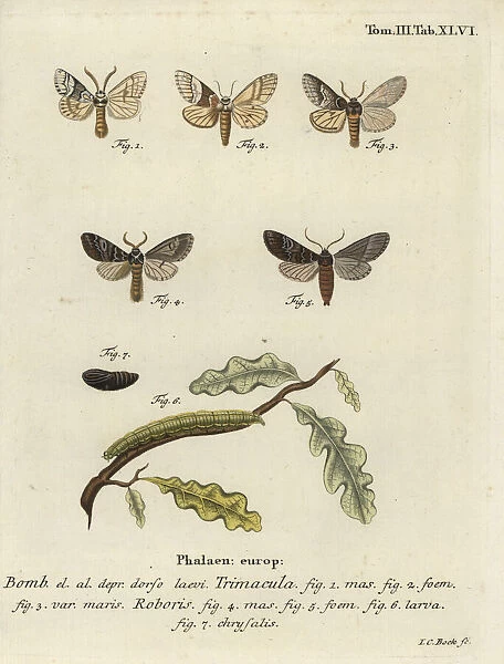 Drymonia dodonaea moth