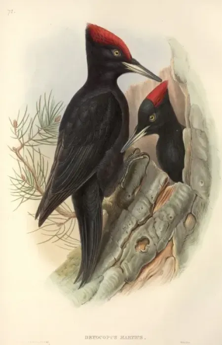 Framed Print : Dryocopus martius, black woodpecker Framed Print : Dryocopus martius, black woodpecker