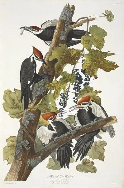 Dryocopus pileatus, pileated woodpecker