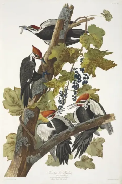 Framed Print : Dryocopus pileatus, pileated woodpecker Framed Print : Dryocopus pileatus, pileated woodpecker