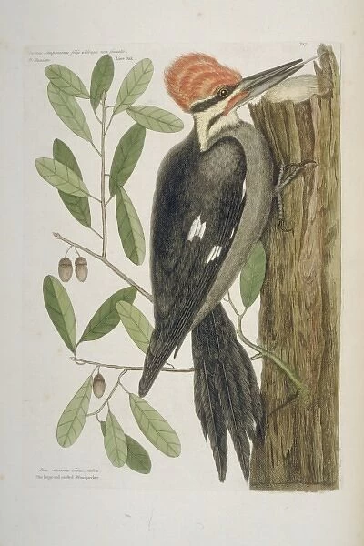 Dryocopus pileatus, pileated woodpecker
