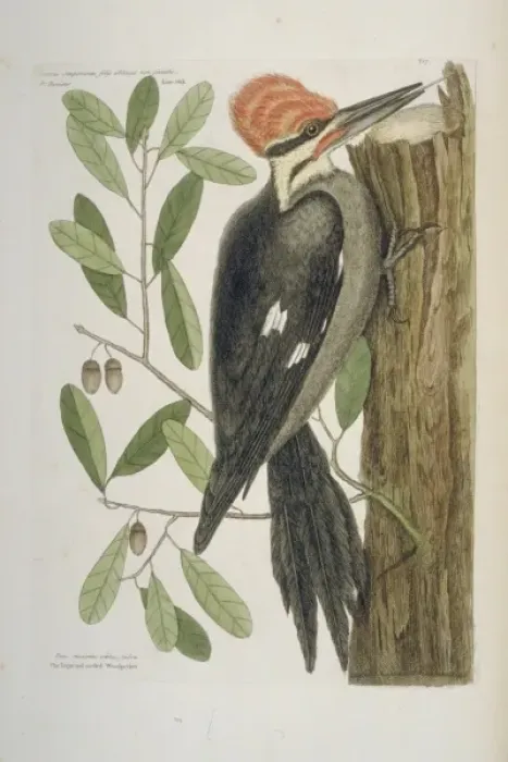 Framed Print : Dryocopus pileatus, pileated woodpecker Framed Print : Dryocopus pileatus, pileated woodpecker