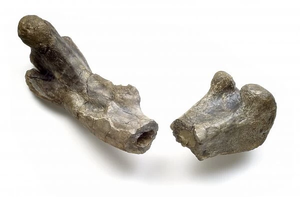 Dryosaurus hollow bone structure