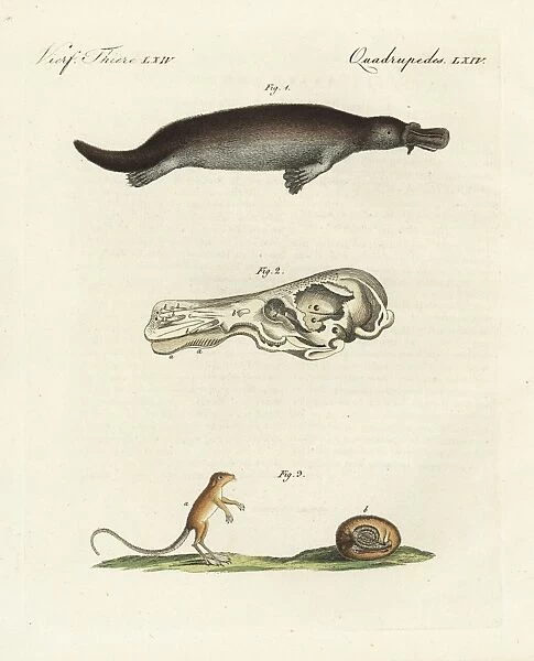 Duck-billed platypus and meadow jumping mouse