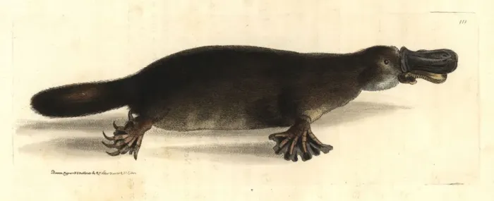 Framed Print : Duck-billed platypus, Ornithorhynchus anatinus Framed Print : Duck-billed platypus, Ornithorhynchus anatinus