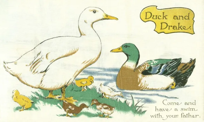 Framed Print : Duck and Drake Framed Print : Duck and Drake