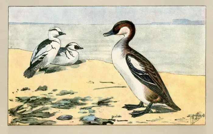 Framed Print : Duck and two ducklings Framed Print : Duck and two ducklings