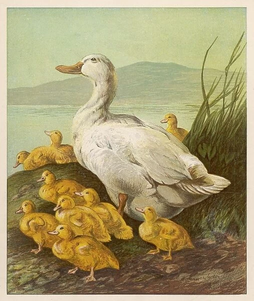 Duck with Ducklings 1877