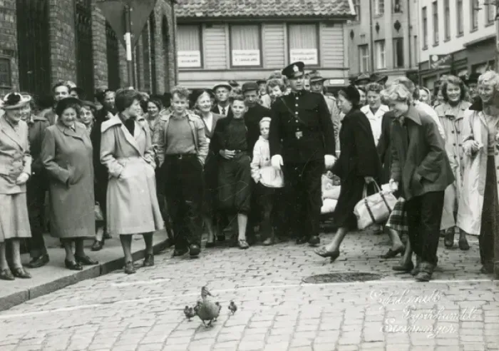 Framed Print : Duck and ducklings wandering through town in Denmark Framed Print : Duck and ducklings wandering through town in Denmark