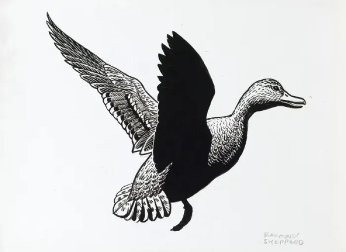 Framed Print : Duck in flight Framed Print : Duck in flight