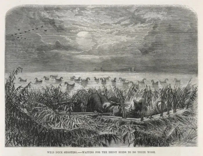 Framed Print : Duck shooting with decoys Framed Print : Duck shooting with decoys