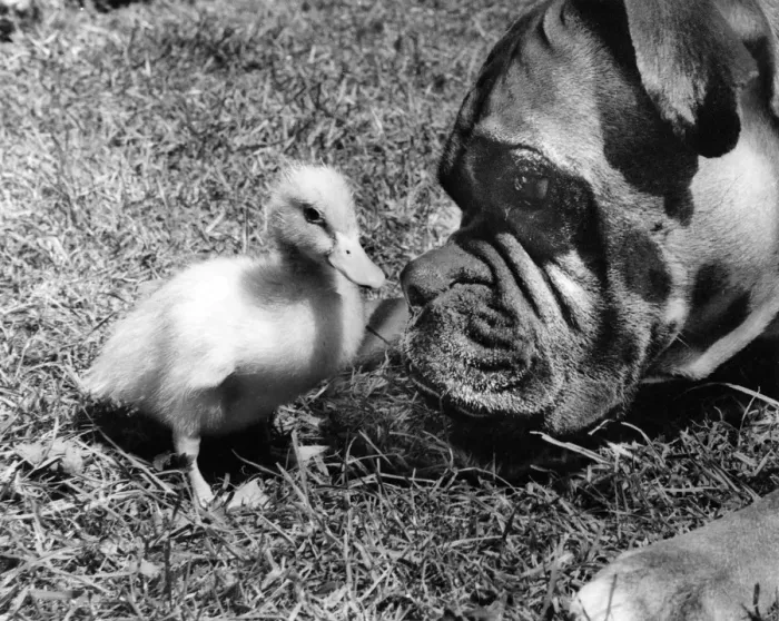 Framed Print : Duckling and Boxer dog Framed Print : Duckling and Boxer dog