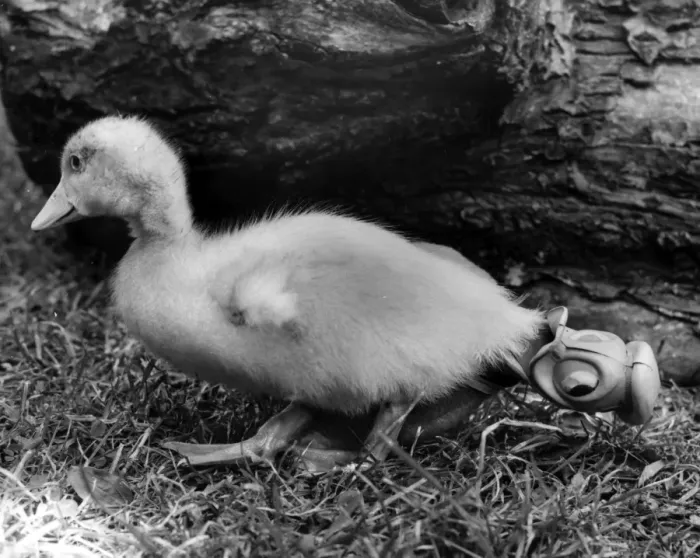 Framed Print : Duckling with Donald Duck toy Framed Print : Duckling with Donald Duck toy