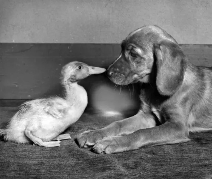 Framed Print : Duckling and pup Framed Print : Duckling and pup