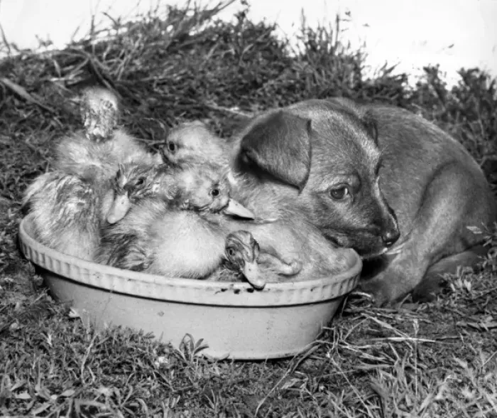 Framed Print : Ducklings and cross-bred pup Framed Print : Ducklings and cross-bred pup