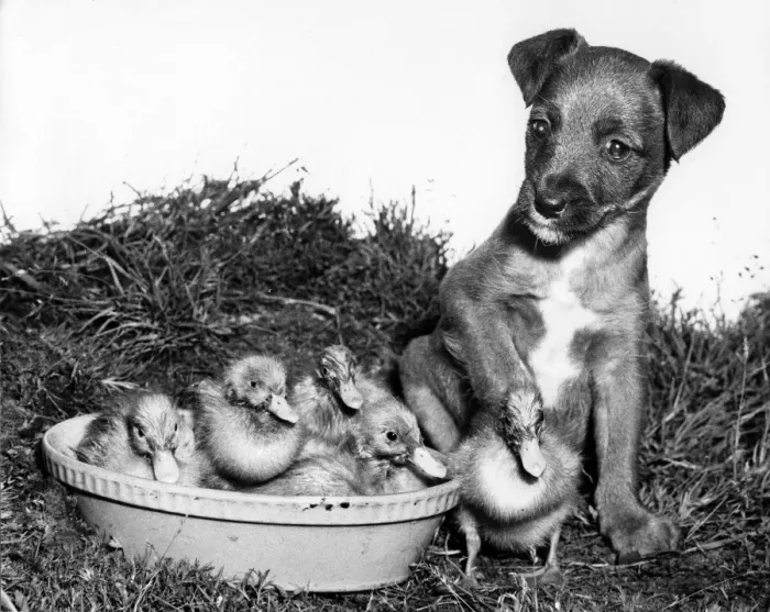 Framed Print : Ducklings and cross-bred Pup Framed Print : Ducklings and cross-bred Pup