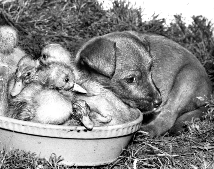 Framed Print : Ducklings and cross-bred Pup Framed Print : Ducklings and cross-bred Pup