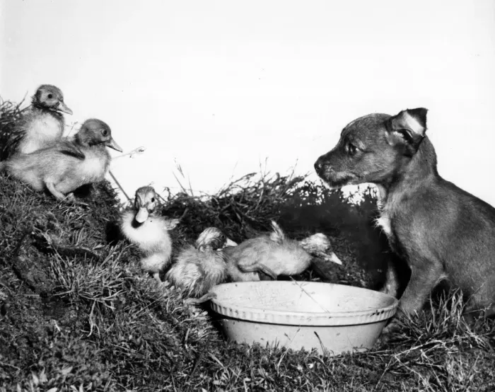 Framed Print : Ducklings and cross-bred puppy Framed Print : Ducklings and cross-bred puppy