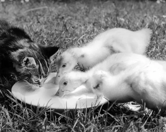 Framed Print : Ducklings and kitten Framed Print : Ducklings and kitten