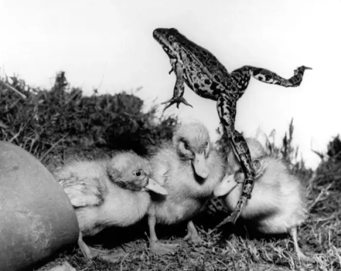 Framed Print : Ducklings and a leaping frog Framed Print : Ducklings and a leaping frog