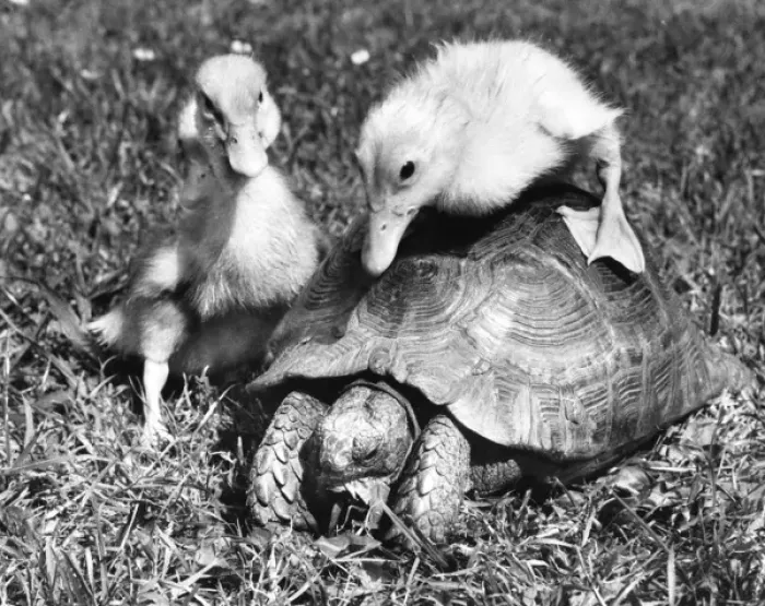Framed Print : Ducklings and Tortoise Framed Print : Ducklings and Tortoise