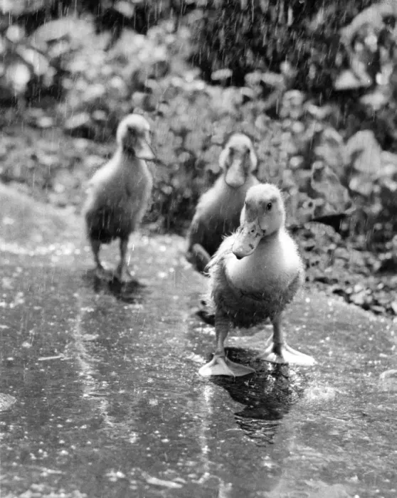 Framed Print : Three ducklings on a wet path Framed Print : Three ducklings on a wet path