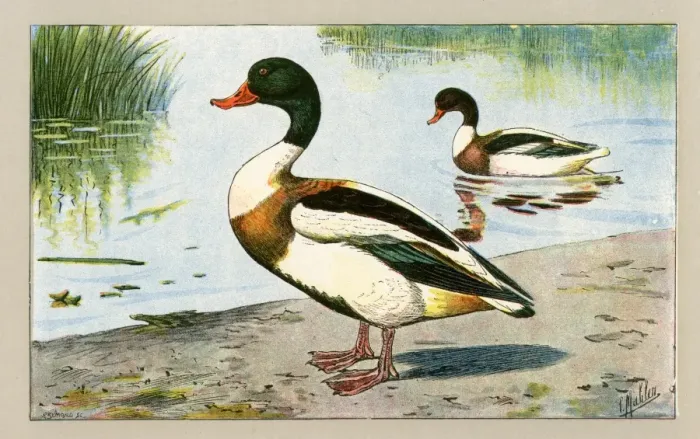 Framed Print : Two ducks.. 1907 Framed Print : Two ducks.. 1907