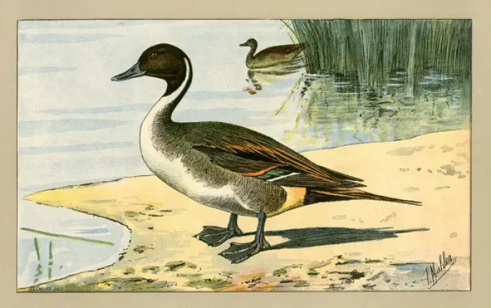 Framed Print : Two ducks.. 1907 Framed Print : Two ducks.. 1907